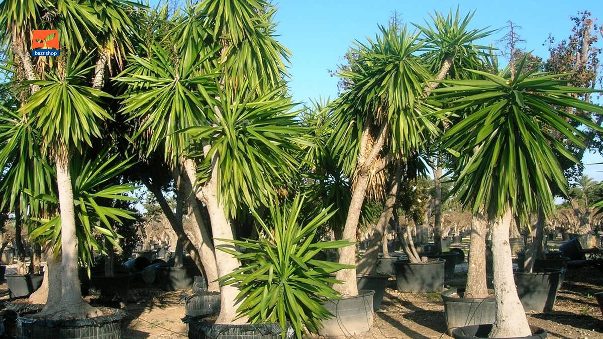 گیاهان مناسب روف گاردن 